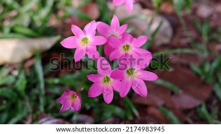 Zephyranthes carinata, commonly known as the rosepink zephyr lily or pink rain lily, is a perennial flowering plant native to Mexico, Colombia and Central America.  Royalty-Free Stock Photo #2174983945