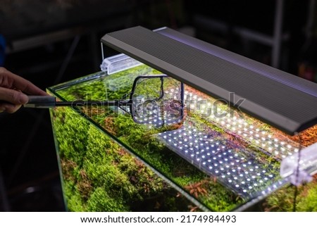 close up image of landscape nature style aquarium tank with hand to clean the aquatic plant by fishing net.
