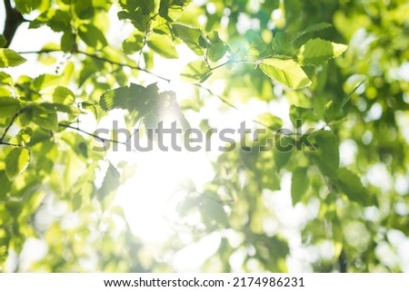 Upward glance to sun rays shines through forest trees. Scattered sunlight that filters through green elm leaves. Sunny summer nature background with sunshine radiant bokeh. Japanese Komorebi concept Royalty-Free Stock Photo #2174986231