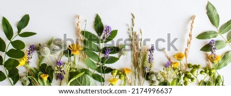  Summer herbal long wide banner, card, invitation. Herbs, leaves and flowers on a white background. There is a place for text.