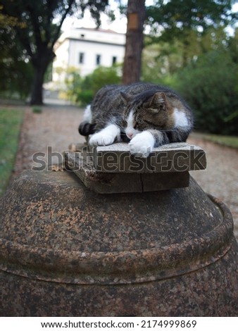 sleeping cat in white boots