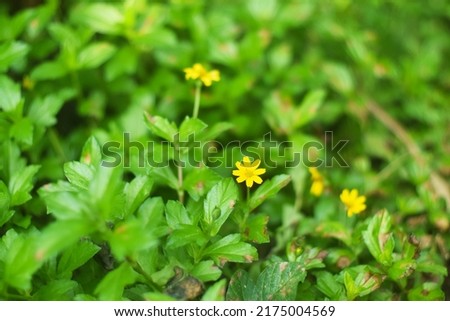 The beauty of the melampodium divaricatum flower or commonly called the melampodium flower or yellow butter daisy