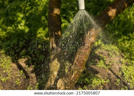 In summer, plant trees are watered with a jet of water if it is hot.
