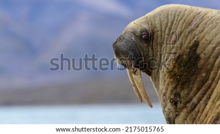 Walrus (Odobenus rosmarus) portrait, close up, Svalbard, Norway
