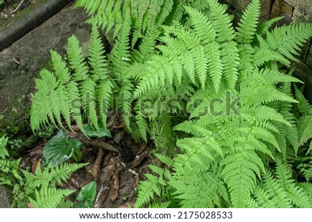 beautiful green fresh fern plant growing wild, haji fern, monkey fern, fern plant.  Pakis monyet, pakis liar, pakis haji Royalty-Free Stock Photo #2175028533