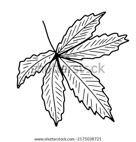 Chestnut leaf doodle vector illustration for print, coloring page