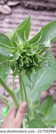 picture of Baby sunflower ready to bloom with blur background.