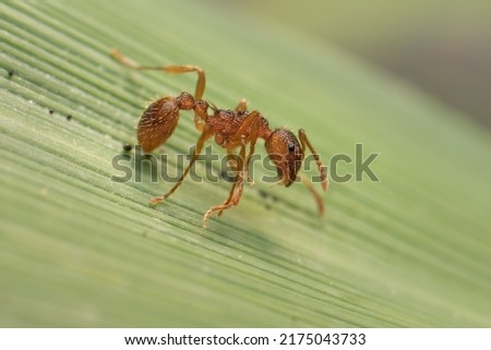 ant Myrmica rubra on a leaf