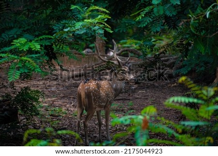 A beautiful spotted deer inside the forest