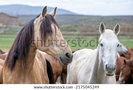 ranch horse herd in Colorado Royalty-Free Stock Photo #2175045249