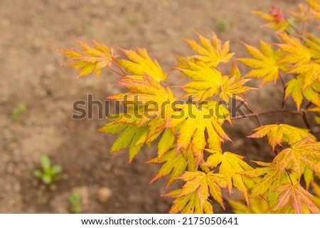 Palm leaf maple with yellow-orange leaves. which changes dramatically.