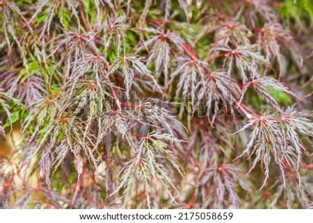 A lush and beautiful feather maple plant