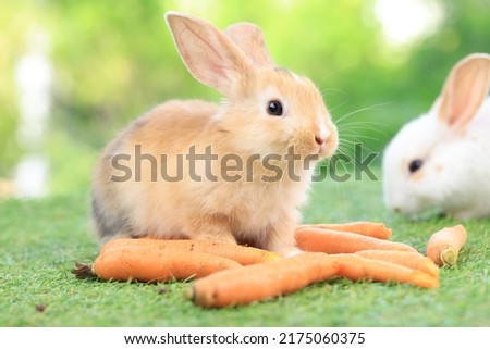 Lovely new born bunny easter rabbit eating carrot in garden with flowers background. Cute fluffy rabbit on white background. Lovely mammal with beautiful bright eyes in nature life. Animal concept.