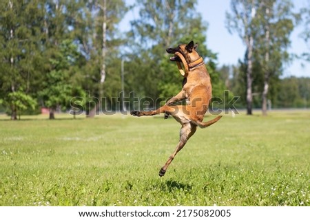 Belgian malinois shepherd dog. Malinua in training Royalty-Free Stock Photo #2175082005
