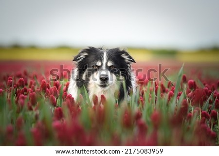 Border collie is sitting in crimson clover. He has so funny face he is smilling