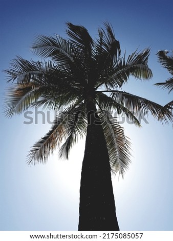A silhouette of palm tree under the sun