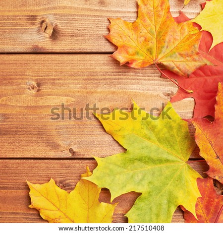 Colorful maple leaves over the brown wooden boards as an autumn background composition