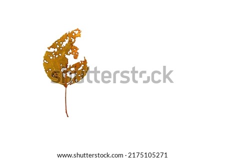 Old shabby and torn leaf of tree isolated on white background as symbol of destruction of nature and bad ecology