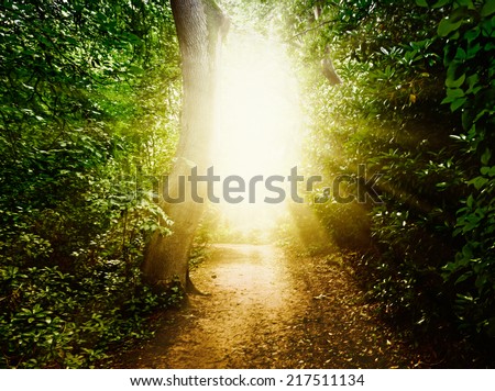 Forest path in the woods Royalty-Free Stock Photo #217511134