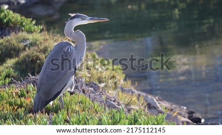 Great backlit picture of a heron in a harbor in Califonia