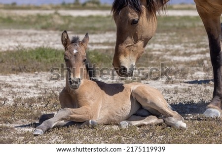 Wild Horse Mare and Foal in the Utah Desert Royalty-Free Stock Photo #2175119939