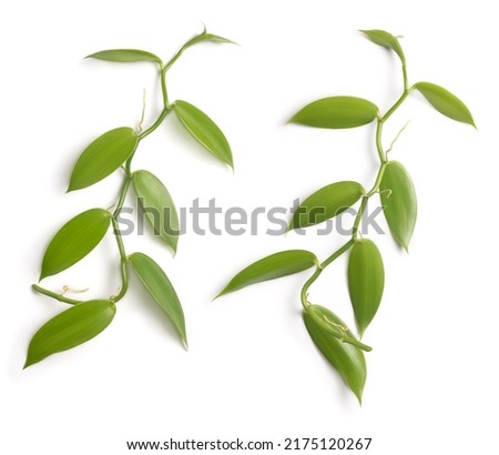foliage of vanilla orchid flowering plant, also known as flat leaved vanilla, plant from which vanilla spice is obtained or derived, commercially important vine, both sides of climbing plant isolated Royalty-Free Stock Photo #2175120267