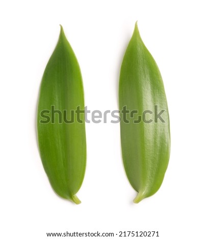 leaves of vanilla orchid flowering plant, also known as flat leaved vanilla, plant from which the vanilla spice is obtained or derived, collection, isolated on white background Royalty-Free Stock Photo #2175120271