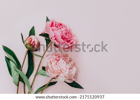 Beautiful pink peonies on a pink pastel background. Place for text. Flat lay.