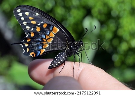 A black swallowtail butterfly prepares for first flight. Green background. 