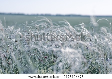 Photo of feather grass in the wind. The background image.