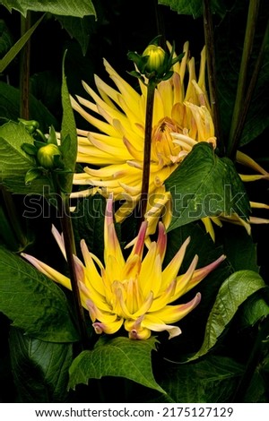 Bright yellow Dahlia flowers and flower buds in summer bloom.
