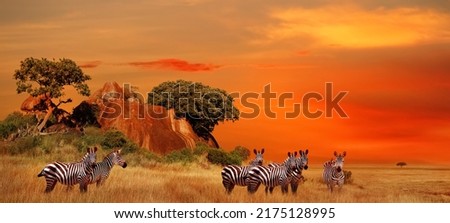 Zebras in the African savanna at sunset. Serengeti National Park. Tanzania. Africa. Banner format. Royalty-Free Stock Photo #2175128995
