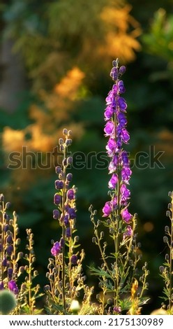 Violet Foxgloves blooming in a sunny backyard garden in summer. Digitalis purpurea blossoming in a lush green grassy meadow in nature. Flowering plants flourishing in a field in the countryside