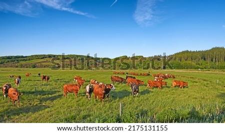 Copy space with cows eating grass on a field in the rural countryside with blue sky. Raising and breeding livestock cattle on a ranch for the beef and dairy industry. Landscape with animals in nature Royalty-Free Stock Photo #2175131155