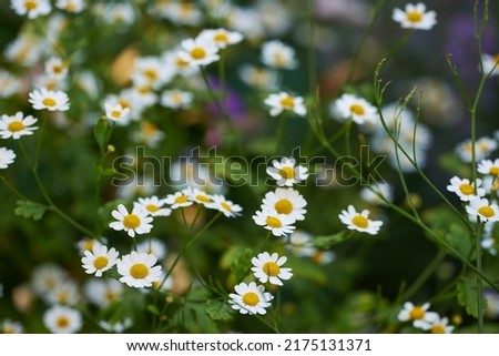 Daisy flowers growing in a green grassy meadow from above. Top view of marguerite flowering plants on a field in spring. Many white flowers blooming in a garden in summer. Flora flourishing in nature Royalty-Free Stock Photo #2175131371