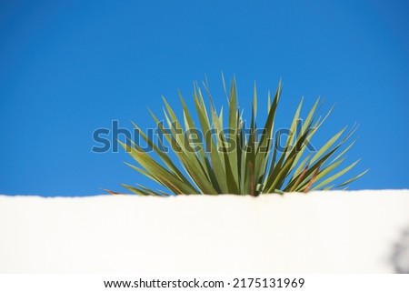 Yucca growing under clear blue with sky copyspace behind a white wall. Spiky leaves of an obstructed plant growing outside. Pointy tips of a succulent outdoors with copy space during summer or spring Royalty-Free Stock Photo #2175131969