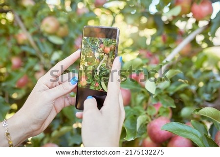 Woman sharing picture of fresh fruit and produce on social media. Harvest agriculture on remote sustainable orchard. Closeup of unknown apple farmer using cellphone to photograph apple trees on farm.