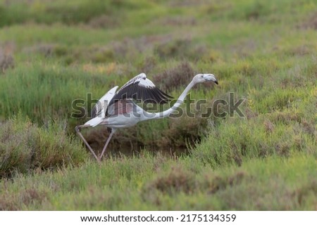 Immature flamingo taking off from shallow water between swamp vegetation