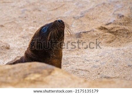A SINGLE SEAL PUP LOOKING UP FROM BEHING A ROCK NEAR TH ELA JOLLA COVE IN SAN DIEGO CALIFORNIA Royalty-Free Stock Photo #2175135179