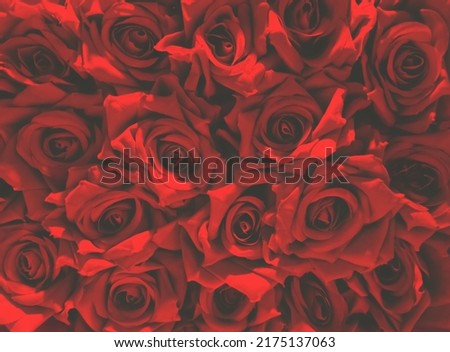 red roses beautiful wallpaper image.background image of fresh rose flowers with light and shadows.love,valentine,affection background with copyspace for quotes and lettering.moody edit with rose bloom Royalty-Free Stock Photo #2175137063