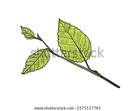 Line drawn leaf. Sketch drawing branch with leaves, lace tree twig vector illustration isolated on white background