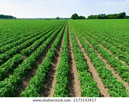 Low level aerial image of a crop of potatoes in a ploughed arable field in the British countryside farmland Royalty-Free Stock Photo #2175143417