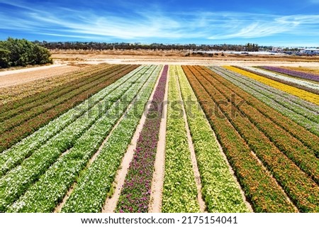Large garden buttercups bloomed on the kibbutz field. Spring in Israel. Magnificent flower field. Southern Israel on the border with the Gaza Strip. Spectacular photos taken by drone.