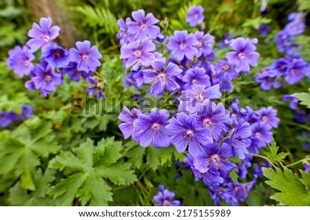 A bush of blue hardy geraniums in the backyard. Flowering bush of indigo flowers blooming in a botanical garden or backyard in spring outside. Delicate perennial wild blossoms growing in nature Royalty-Free Stock Photo #2175155989