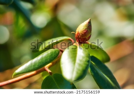 Closeup of budding Rhododendron flower in garden at home. Zoomed in on one woody plant getting ready to blossom while growing in backyard in summer. Small beautiful little elegant bud with green leaf Royalty-Free Stock Photo #2175156159
