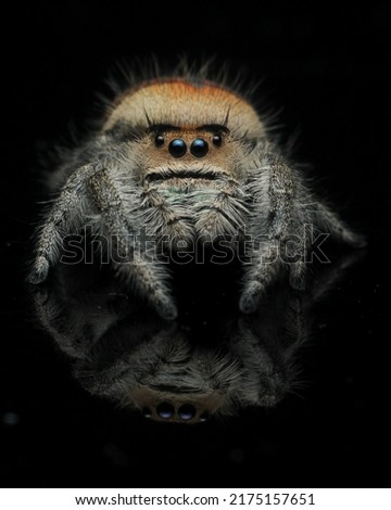 jumping spider with black background 