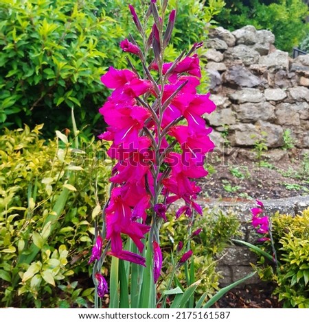 Pink Gladioli flower (latin name Gladiolus byzantinus) Royalty-Free Stock Photo #2175161587