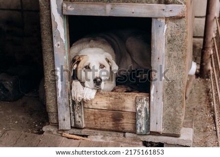 Sad dog face in dog house with. Animal protection, animal cruelty concept. Black sad domesticated dog on leash closeup. Royalty-Free Stock Photo #2175161853