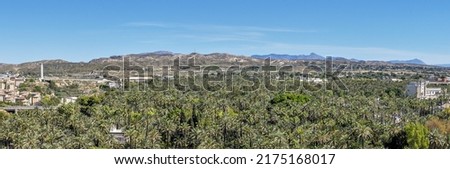 Panoramic view of the palm grove of Elche, a world heritage site, from the top of the basilica of Santa Maria. In Elche, Alicante, Spain