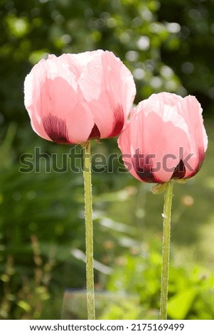Pink Poppies in the garden